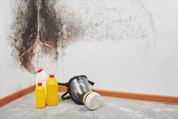 Best Local Mold Removal Service  in Council Bluffs, IA