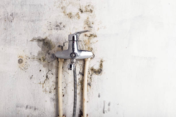 Best Best Mold Removal Companies  in Council Bluffs, IA