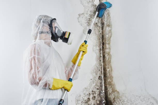 Best Office Mold Removal Services  in Council Bluffs, IA