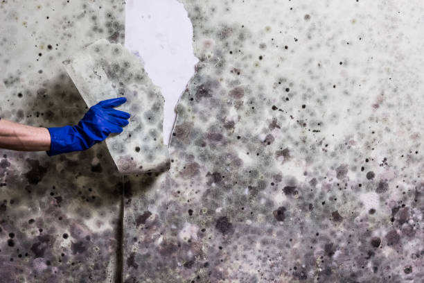 Best Mold Testing  in Council Bluffs, IA